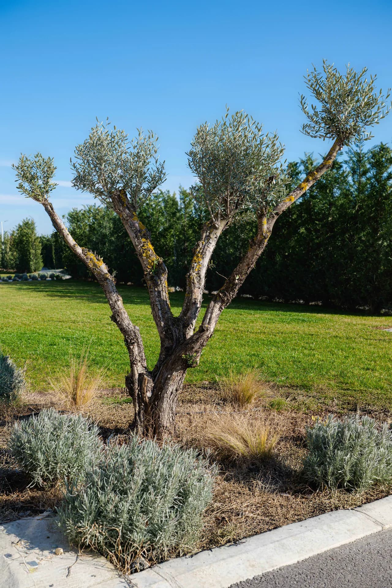 Oaza complex courtyard - the symbol of Oaza, our olive trees